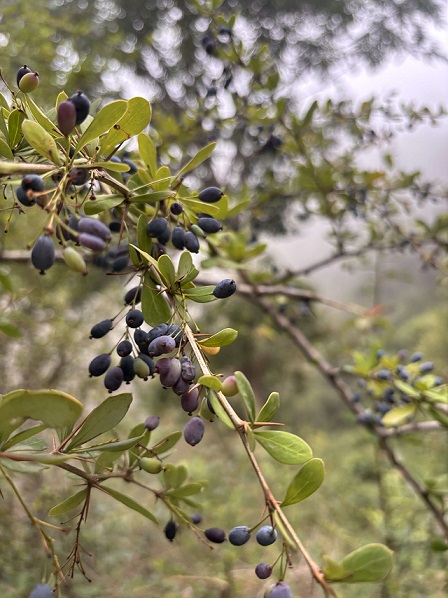 Wild Barberry on the trail