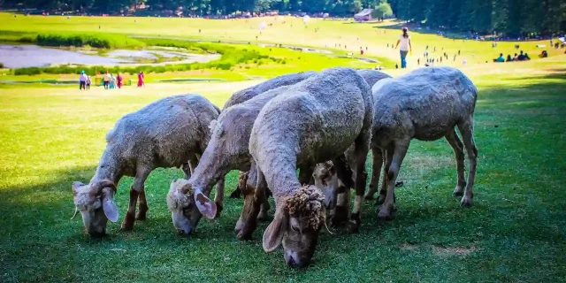 sheep in Dalhousie